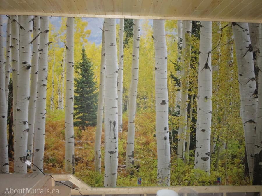 Aspen Forest Wallpaper, as seen in this room, features white aspen trees against yellow autumn foliage. Forest wallpaper sold by AboutMurals.ca