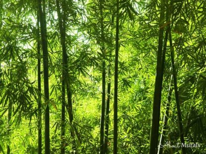 Asian Bamboo Forest Wall Mural features tropical green trees in a jungle. Forest wallpaper sold by AboutMurals.ca.