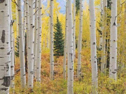 Aspen Forest Wallpaper for walls features beautiful white aspen trees in a golden fall forest from About Murals.