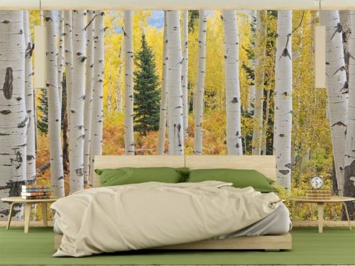 Aspen Forest Wallpaper, as seen on the wall of this bedroom, features beautiful white aspen trees against a yellow fall foliage from About Murals.