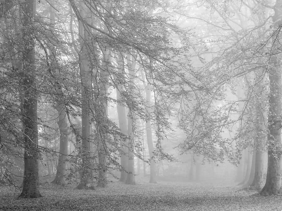 Autumn is Here Wall Mural Black and White is a forest wallpaper with grey misty trees from About Murals.