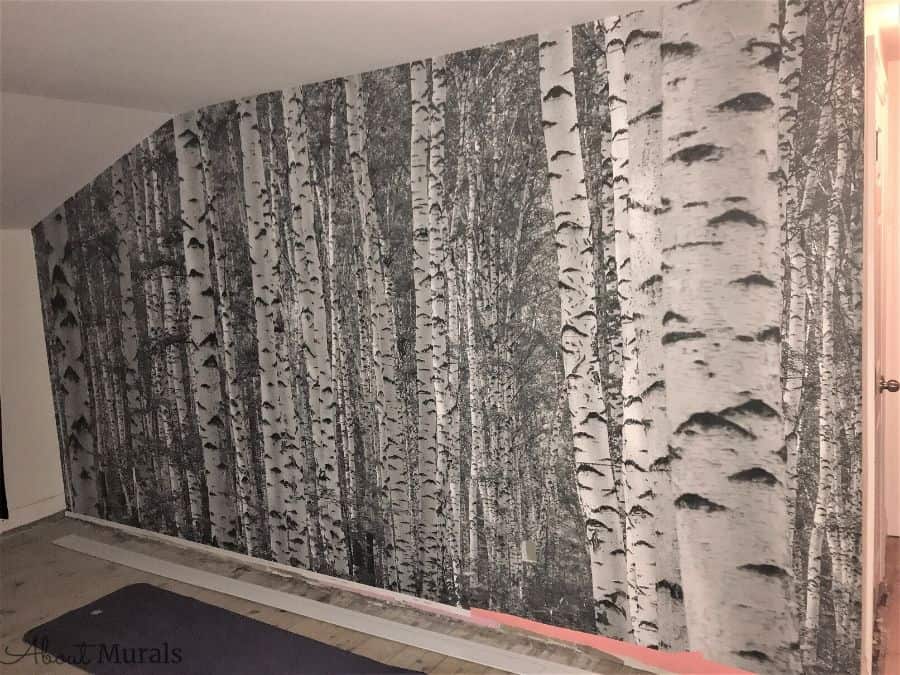 Birch Tree Forest Black and White Wall Mural, as seen in this yoga studio, features tall, majestic trees. Birch tree wallpaper sold by AboutMurals.ca.
