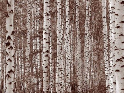 Birch Tree Forest Sepia Wall Mural is a photo wallpaper of tall brown trees in a rustic forest from About Murals.