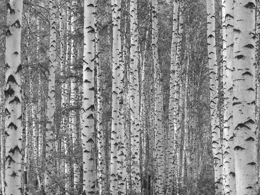Black and White Birch Tree Wallpaper | About Murals