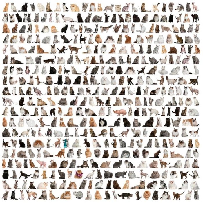 Cat Wall Mural is a pet wallpaper with 471 breeds of cats on a white background from About Murals.
