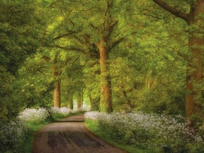 Cow Parsley Curve Wall Mural is a photo wallpaper of a road winding under green trees surrounded by foliage from About Murals.
