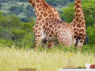 Giraffes Wall Mural, as seen in this kids room, is a photo wallpaper of three giraffes walking in a dry safari grassland from About Murals.