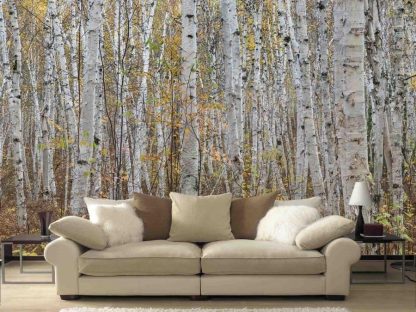 White Birch Wallpaper, as seen in this living room, is a birch wallpaper with white trees in a yellow autumn forest from About Murals.