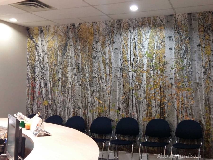 White Birch Wallpaper, as seen in this reception area, creates a calm feeling with its tall autumn trees. Easy wallpaper sold by AboutMurals.ca.