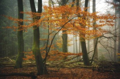 Moody Fall Wallpaper is a photo wall mural of dark trees with orange leaves in a foggy forest from About Murals.