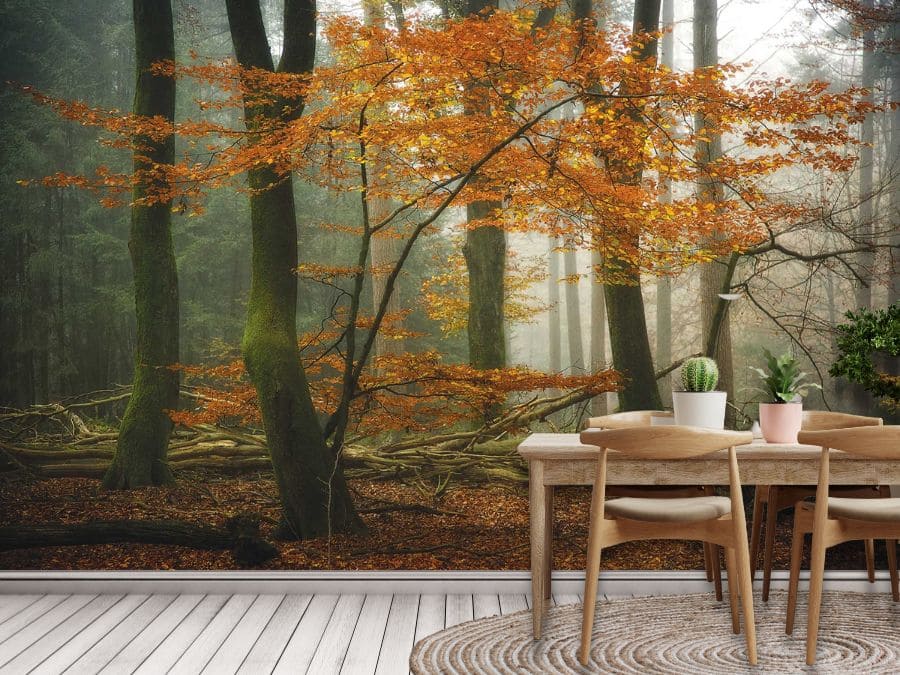 Moody Fall Wallpaper, as seen on the wall of this kitchen, is a photo wall mural of orange autumn trees