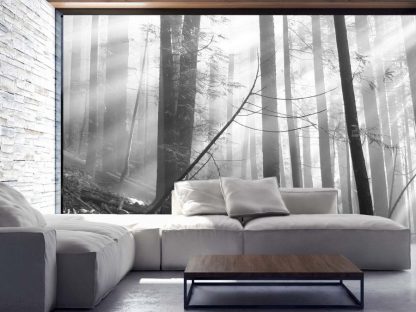 Old Forest Black and White Wall Mural in a Living Room from About Murals