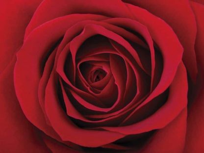 Red Rose Wall Mural features a close-up photo of one large flower from About Murals