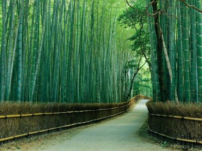 Sagano Bamboo Forest Wall Mural from About Murals