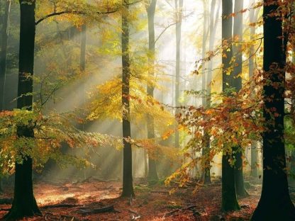 Sunny Autumn Wallpaper is a photo wall mural of sunshine beaming through yellow, green and orange trees in a fall forest from About Murals.