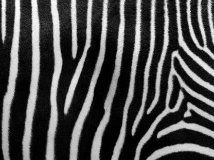 Zebra Print Wallpaper is a black and white animal print mural from About Murals.
