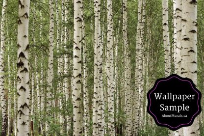 Buy a birch tree forest wallpaper sample from AboutMurals.ca to see if this green tree mural matches your decor