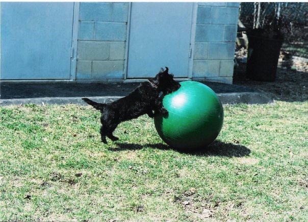 A photo of a dog pushing an exercise ball is used as inspiration for a garden mural by Adrienne of AboutMurals.ca
