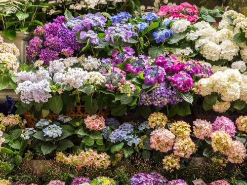 Hydrangea Wall Mural features purple, pink, blue and white potted hydrangeas at a flower shop from About Murals