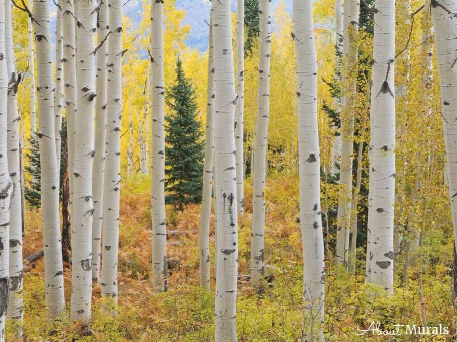 This Aspen tree wallpaper is a warm autumn birch tree wallpaper with golden yellow forest