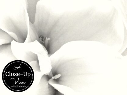 Black and White Flower Wallpaper - Close-up View from About Murals