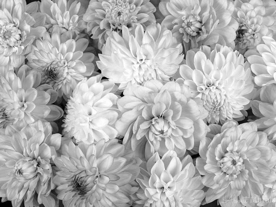 Black and White Flower Wallpaper features a wall of grey dahlia flowers. Floral wallpaper from AboutMurals.ca.