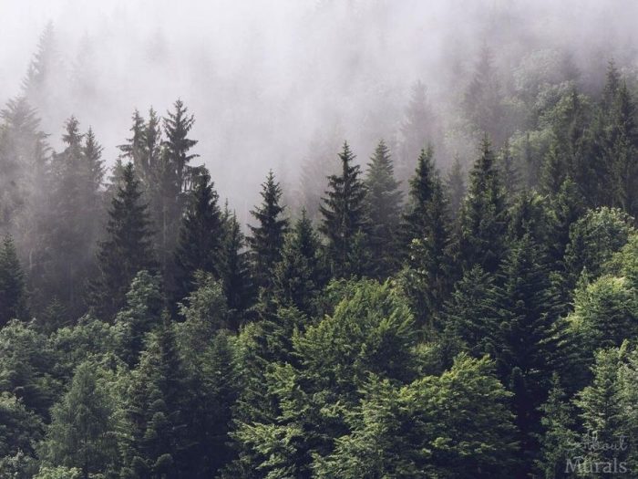 Foggy Forest Wallpaper features a grey misty fog settling over dark pine trees. Pine trees wallpaper from AboutMurals.ca.