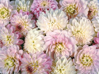 Pink Flower Wallpaper creates a beautiful feature wall with oversize dahlia flowers. Flower wall murals from AboutMurals.ca.