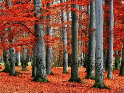 Red Forest Wallpaper creates beautiful walls with its vibrant beech trees in the fall. Autumn tree wallpaper sold by AboutMurals.ca.