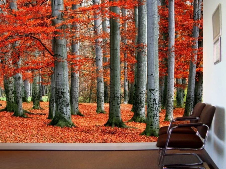 Red Forest Wallpaper, as seen on the wall of this doctor office, is a photo mural of fall Beech trees with grey trunks and red leaves from About Murals.