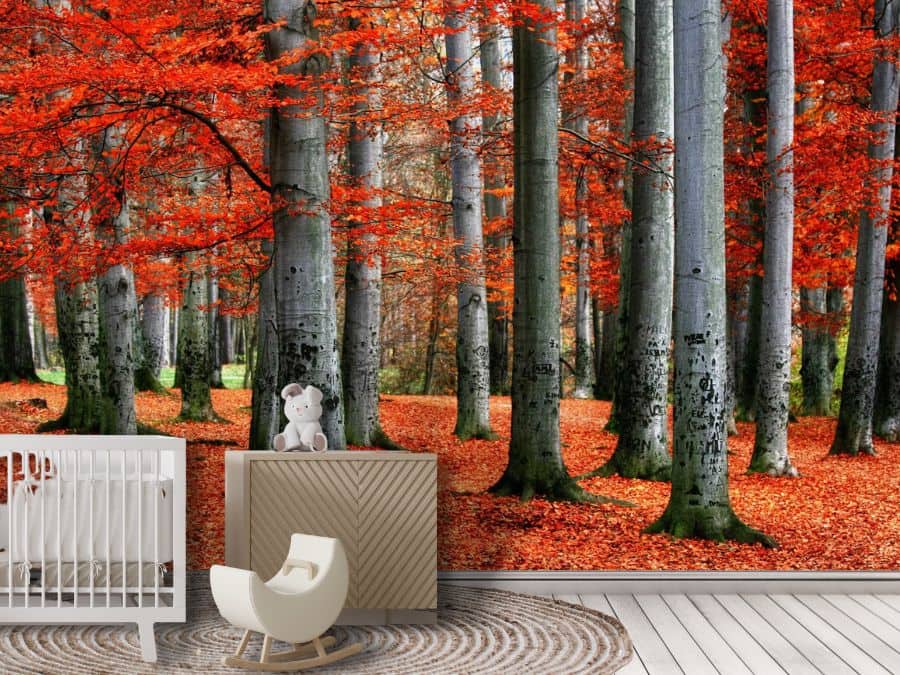 Red Forest Wallpaper, as seen on the wall of this nursery, is a photo mural of beautiful grey beech trees with red autumn leaves in nature from About Murals.