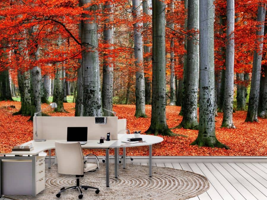 Red Forest Wallpaper, as seen on the wall of this office, is a photo mural of beautiful grey trees with red autumn leaves from About Murals.