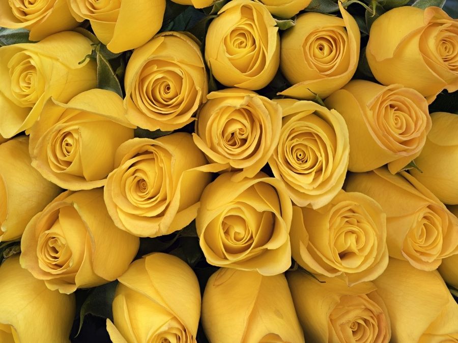 Yellow Roses Wallpaper | About Murals