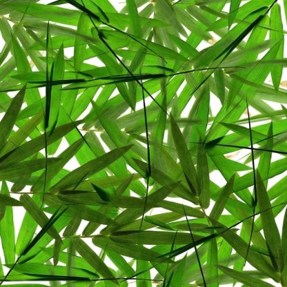 Bamboo Leaf Wallpaper is a photo mural of green bamboo leaves from About Murals.