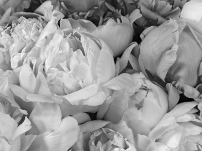 Black and White Peony Wallpaper is a grey floral mural with large flowers from About Murals.