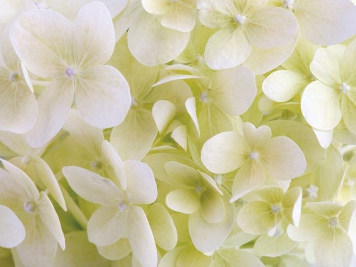 White Hydrangea Wallpaper is a white flower mural from About Murals.