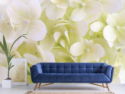 White Hydrangea Wallpaper, as seen on the wall of this living room, is a photo mural of large, beautiful flower petals in soft yellow and white from About Murals.