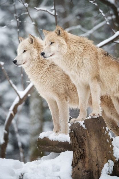 White Wolves Wallpaper is a photo mural of two snow wolves in a winter forest from About Murals.
