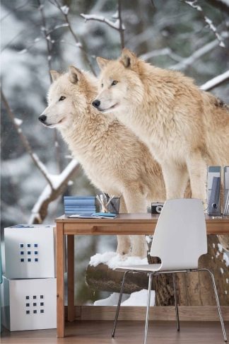 White Wolves Wallpaper, as seen on the wall of this animal themed office, is a photo mural of a couple of wolves with branches covered in snow in the background from About Murals.