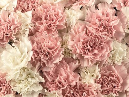 Carnation Wallpaper is a flower wall mural with oversized white and pink carnations from About Murals.
