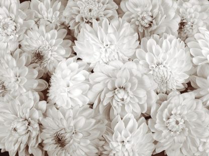 Dahlia Wallpaper is a floral wall mural with big beige flowers from About Murals.