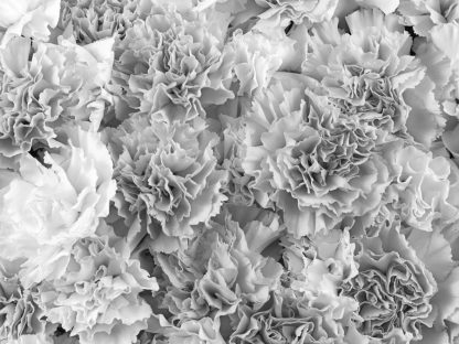 Grey and White Carnation Wallpaper is a flower wall mural with oversized black and white carnations from About Murals.
