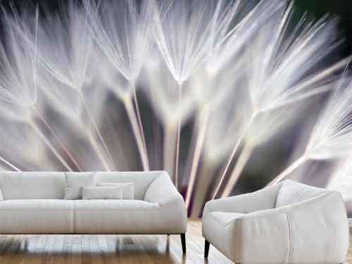 Whisper Dandelion Wallpaper, as seen on the wall of this living room, is a flower photo wallpaper of large white dandelion seeds against a dark background from About Murals.
