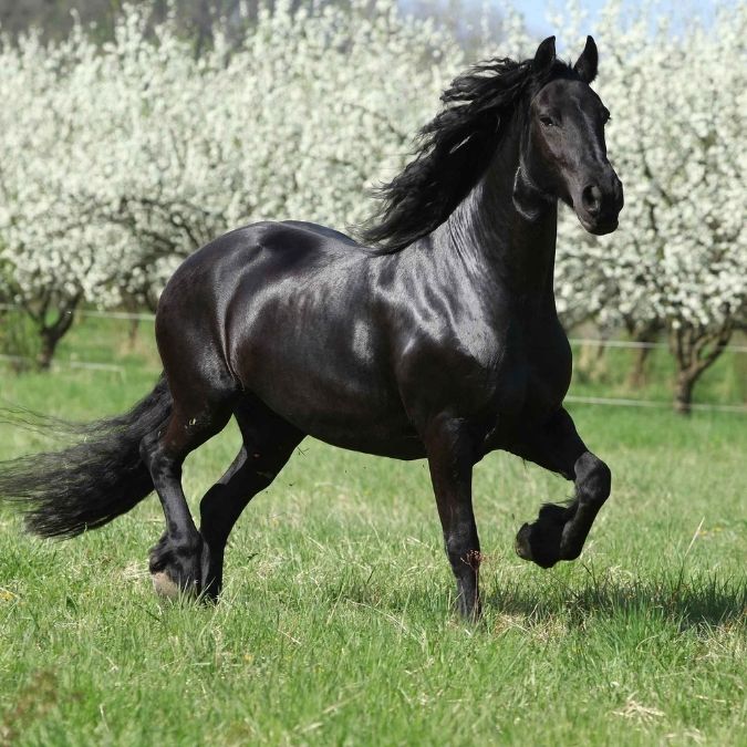 Top 10 Most Striking Black Horse Breeds | Always Pets