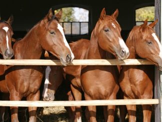 Brown Horses Wallpaper is a photo mural of five Arabian horses behind a stable gate from About Murals.