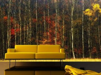 Dark Fall Wallpaper, as seen on the wall of this living room, is a photo mural of tall white birch trees against a black forest with red and yellow autumn leaves from About Murals.