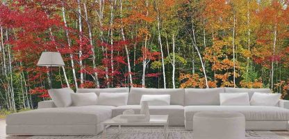 Fall Color Wallpaper, as seen on the wall of this living room, is a photo mural of an autumn birch forest from About Murals.