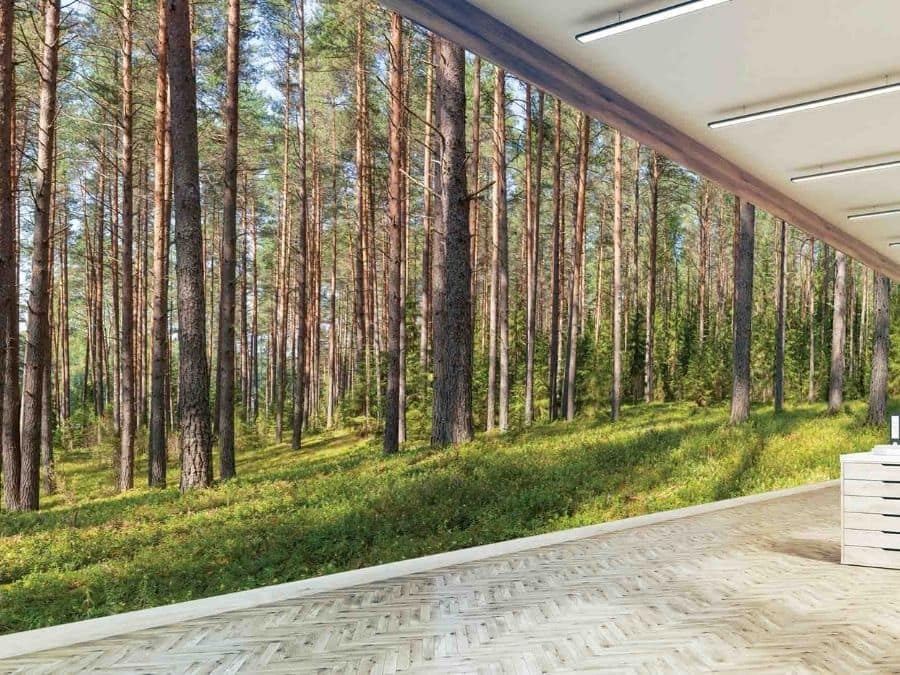 Fir Wallpaper, as seen on the wall of this forest themed office, is a photo mural of a panoramic fir forest against a blue sky from About Murals.