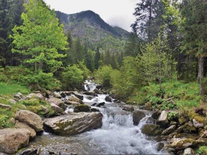 Forest River Wallpaper is a photo mural of a mountain stream in the appalaches from About Murals.
