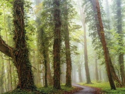 Forest Theme Wallpaper is a wall mural of a path winding under vine-covered trees in a misty forest from About Murals.